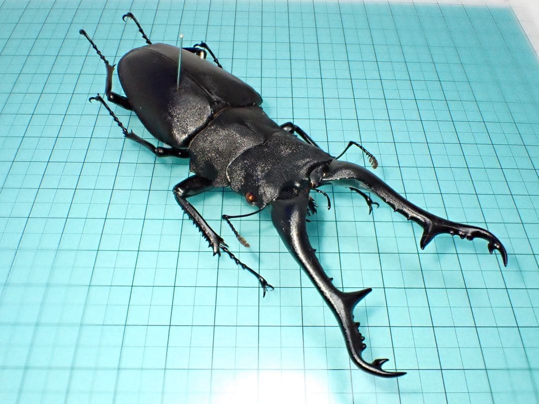木内【標本】ギラファノコギリクワガタ　フローレス島産 113.3 野外品