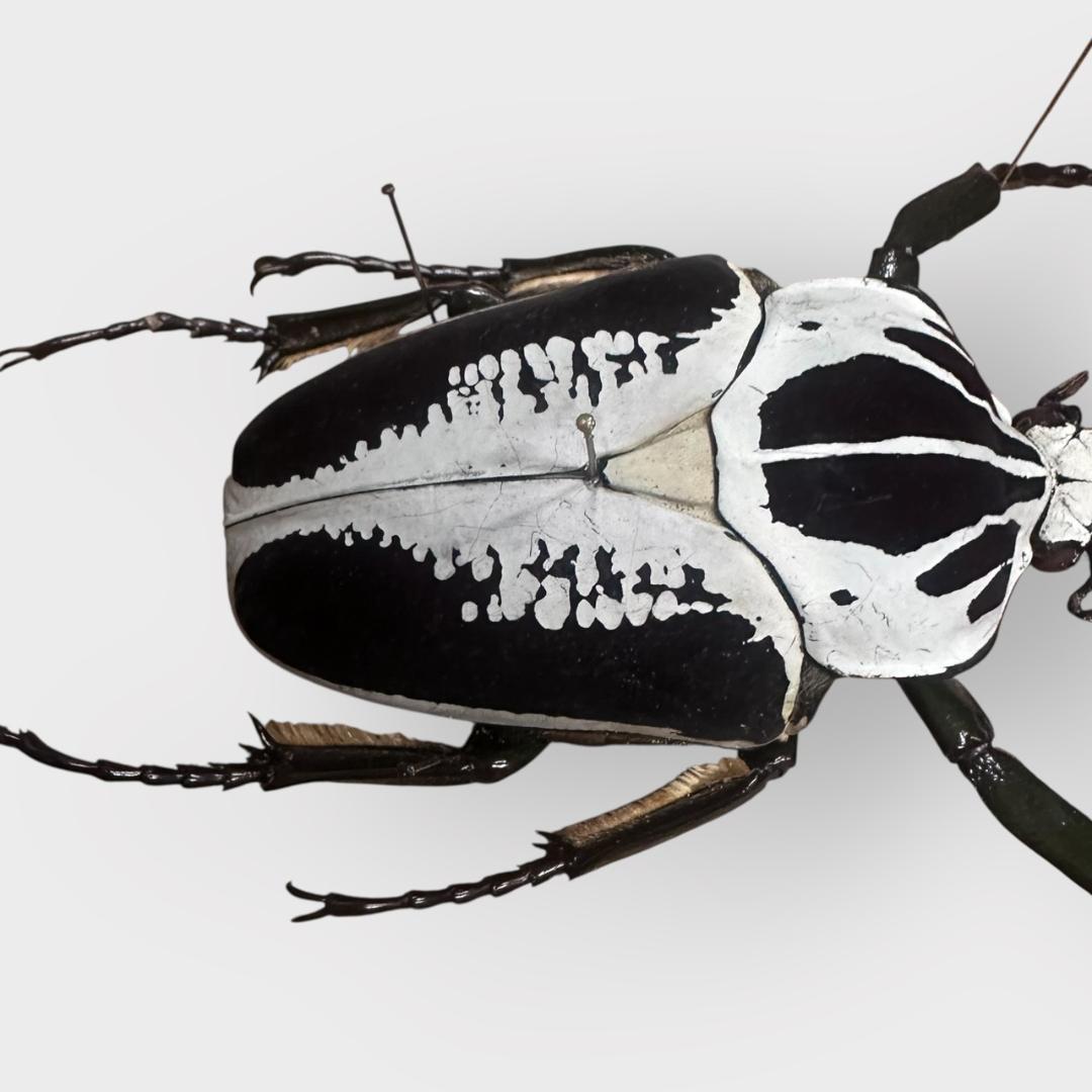 桐箱入り　ゴライアス　レギウス オオツノハナムグリ　 雄　オス　標本　　コンゴ産