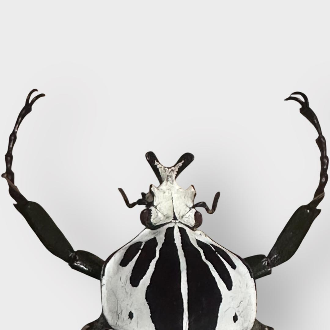 桐箱入り　ゴライアス　レギウス オオツノハナムグリ　 雄　オス　標本　　コンゴ産