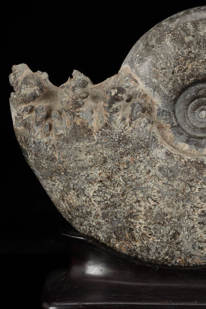天然アンモナイト化石 重量3.2kg 台座付 古生物標本 鑑賞石 古美術 骨董品