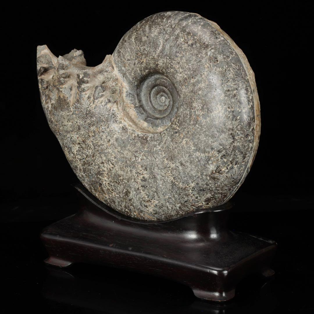 天然アンモナイト化石 重量3.2kg 台座付 古生物標本 鑑賞石 古美術 骨董品