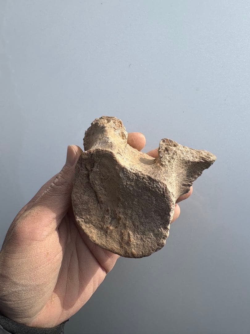 モロッコのプレシオサウルスの脊椎　化石　恐竜