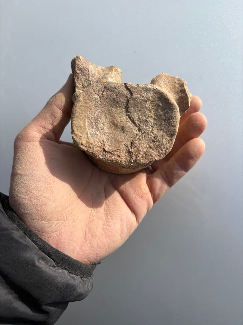 モロッコのプレシオサウルスの脊椎　化石　恐竜