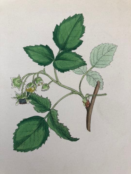 アンティーク ボタニカルアート