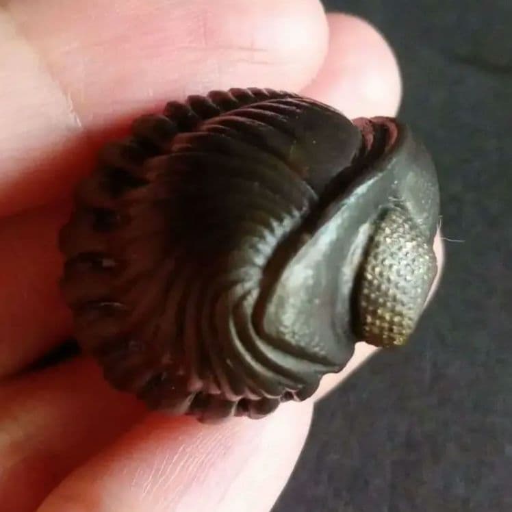 USA　三葉虫　エルドレドゲオスプ　33mm