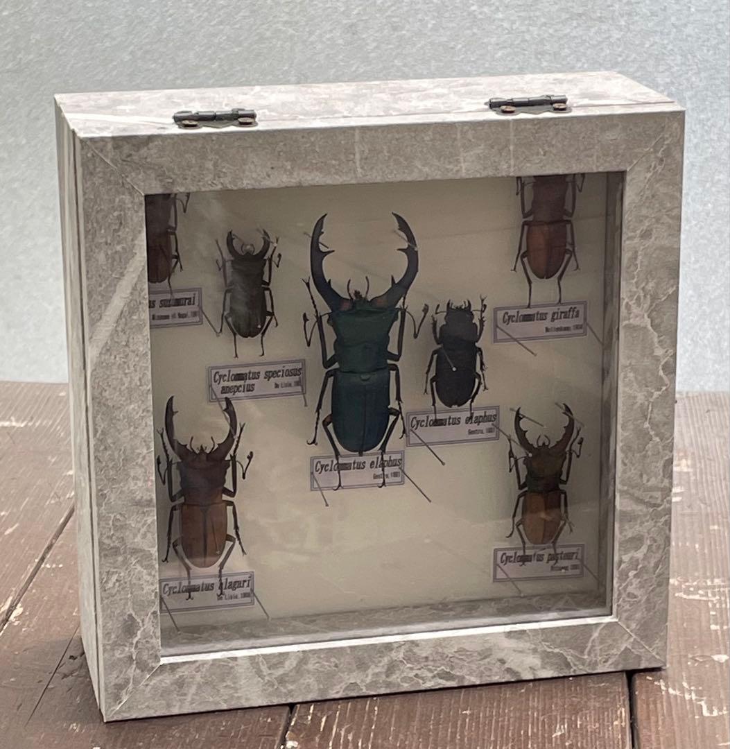 展示用標本　ホソアカクワガタ　Cyclommatus 6種　ブリード品　加工品
