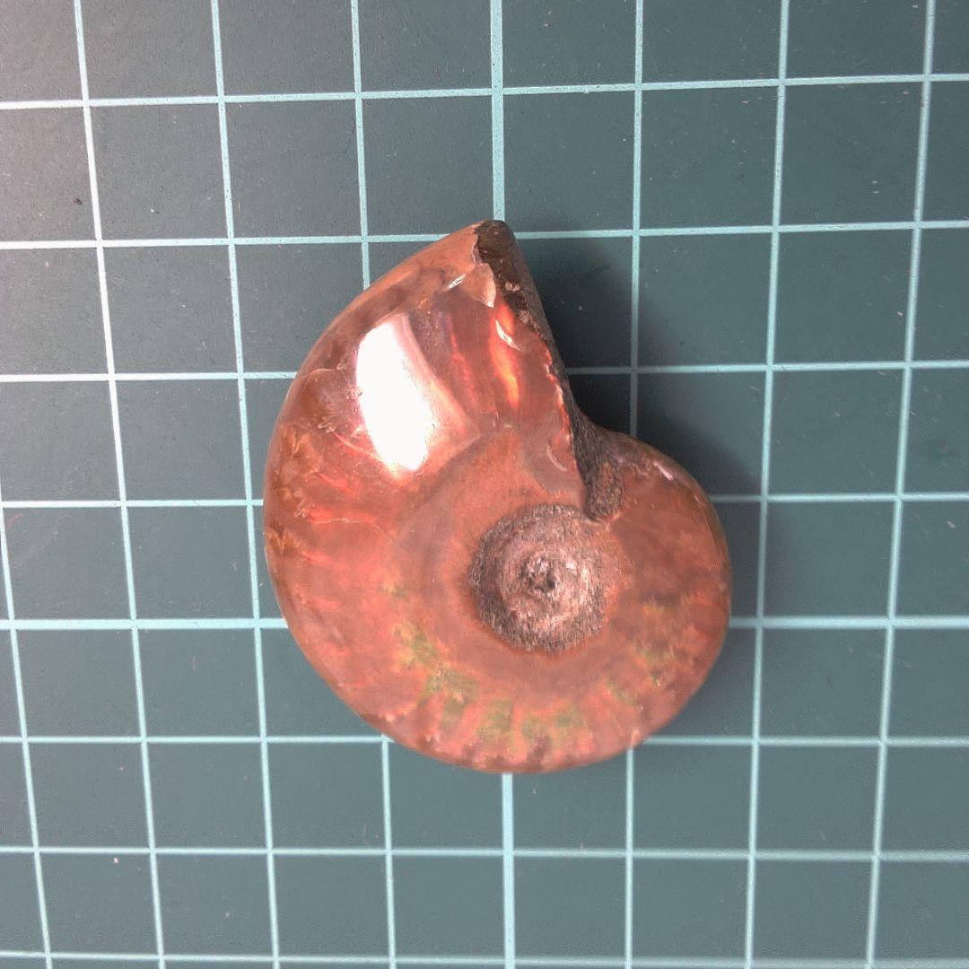 小物１ オレンジ色 アンモナイト化石