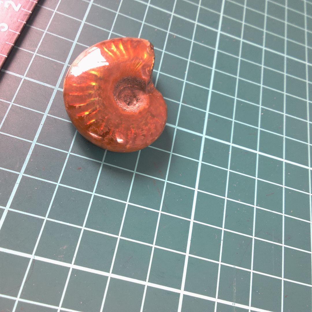 小物１ オレンジ色 アンモナイト化石