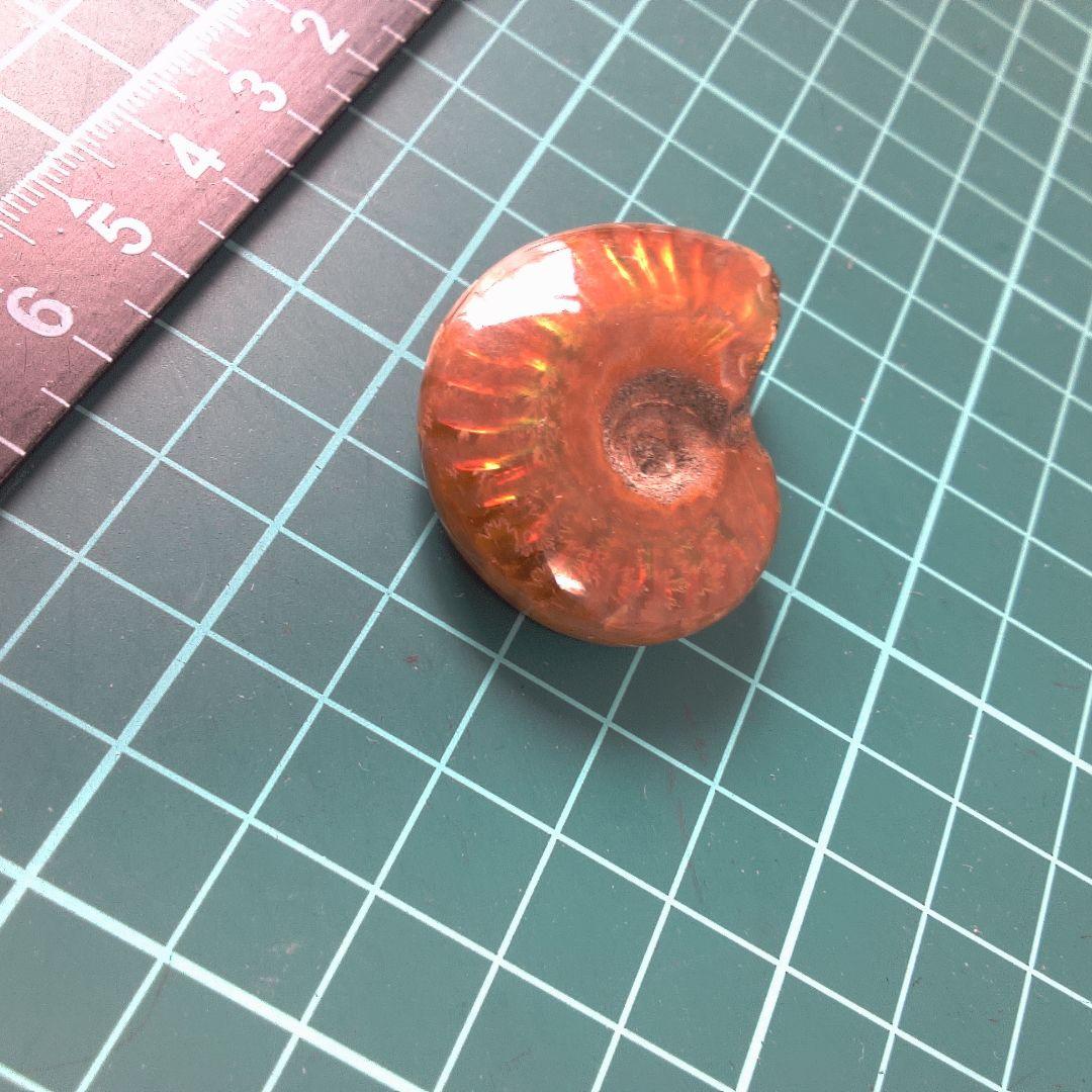 小物１ オレンジ色 アンモナイト化石