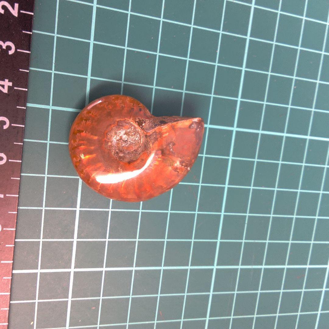 小物１ オレンジ色 アンモナイト化石