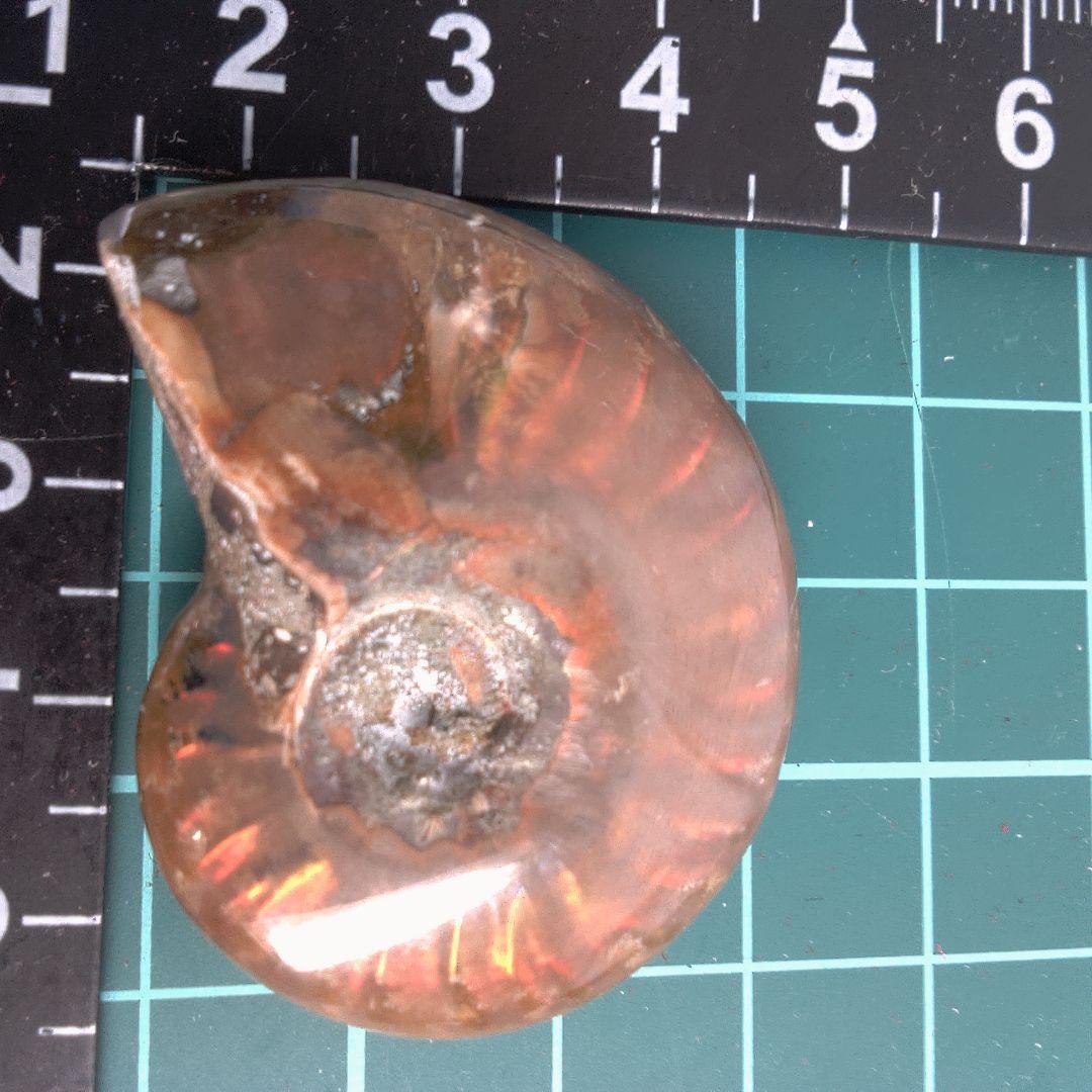 小物１ オレンジ色 アンモナイト化石