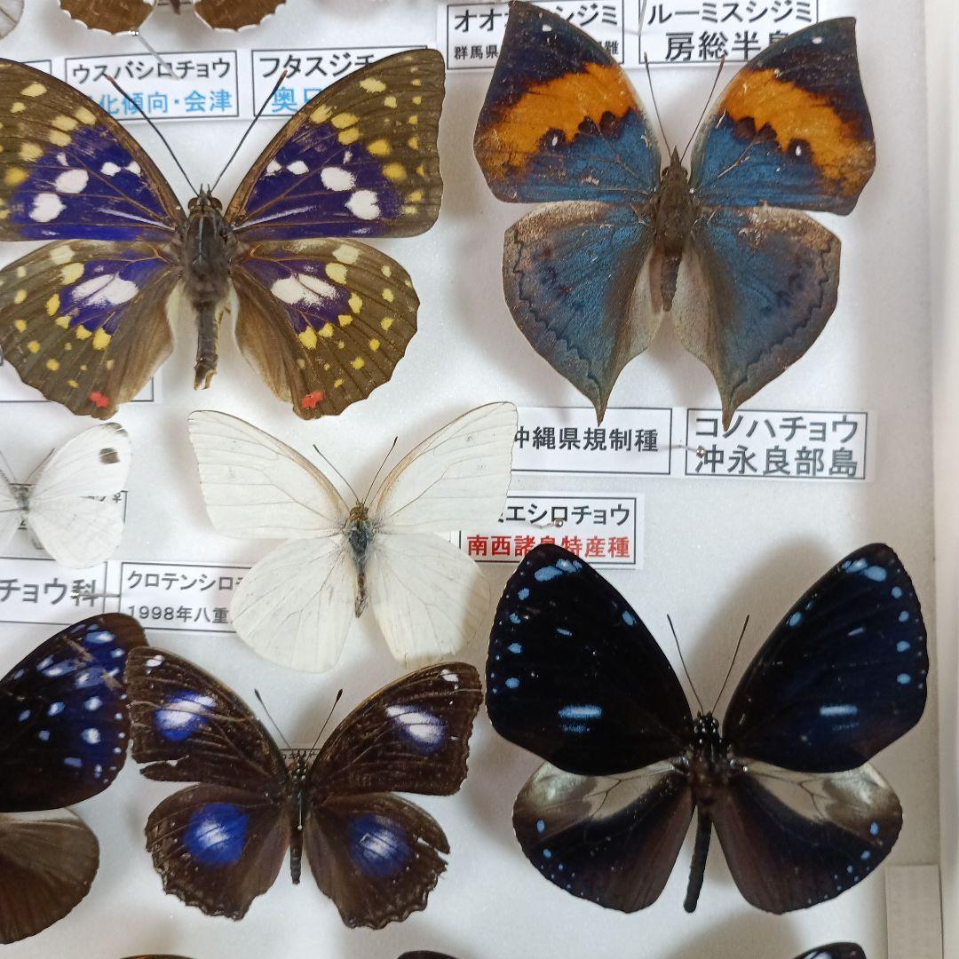 ３/17まで掲載：日本の稀少蝶 地域特産種・局地発生（亜）種