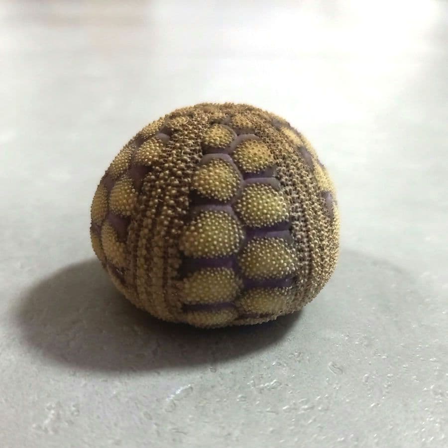 Microcyphus rousseaui　ウニ殻　完品