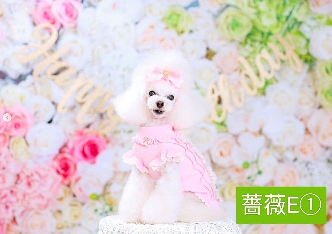 背景布×10枚+2　ペット撮影用ブース　トリミングチョーカー販売中　ペットサロン