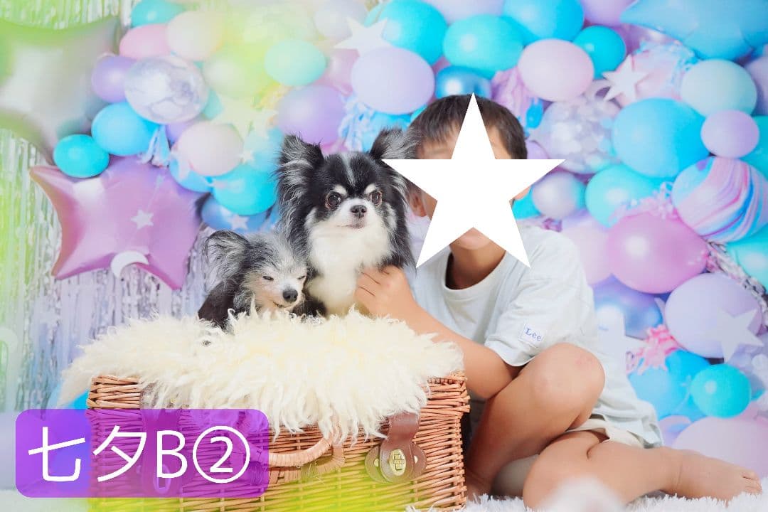 背景布×10枚+2　ペット撮影用ブース　トリミングチョーカー販売中　ペットサロン