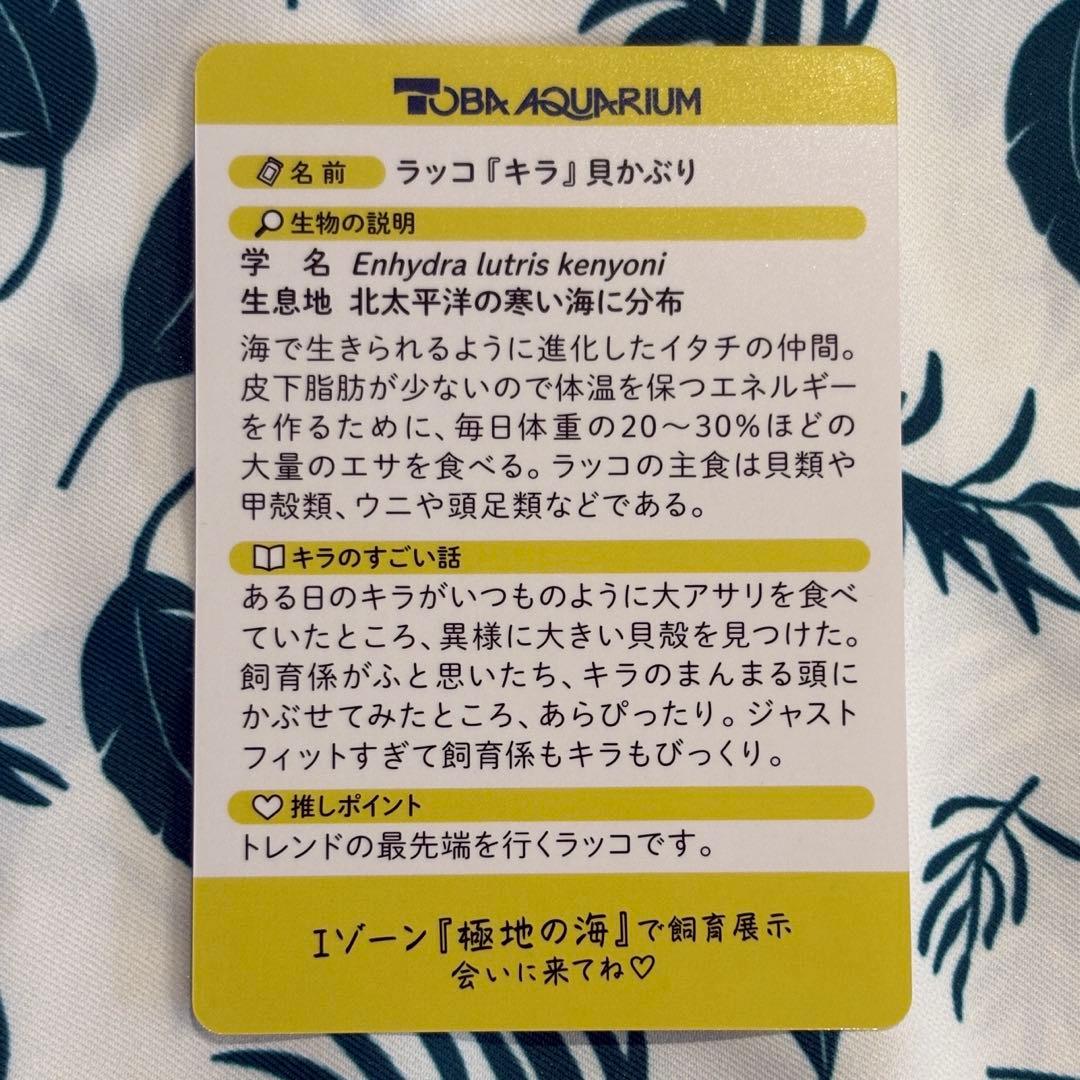 あ*り様 鳥羽水族館70周年記念⭐️レアカード⭐️ラッコ『キラ』貝かぶり　コレク