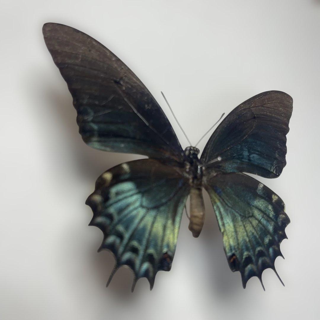 アンドロゲウスアゲハ　珍品