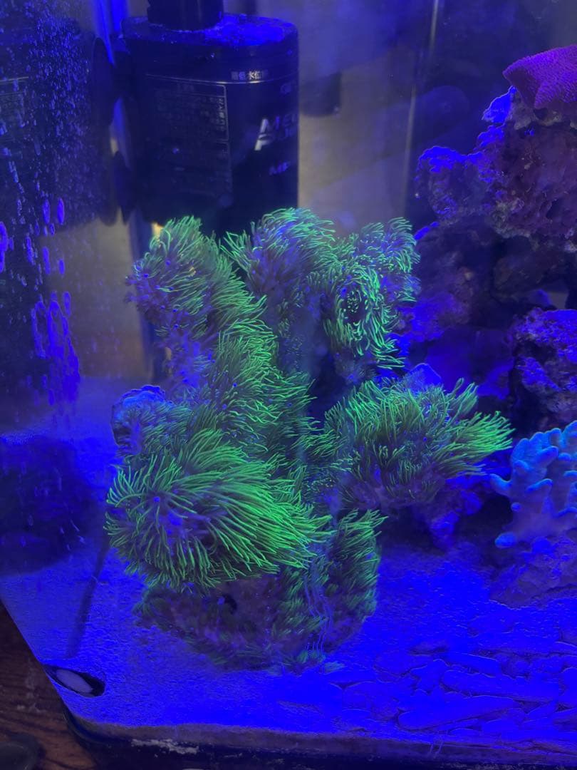 スターポリプ ロング