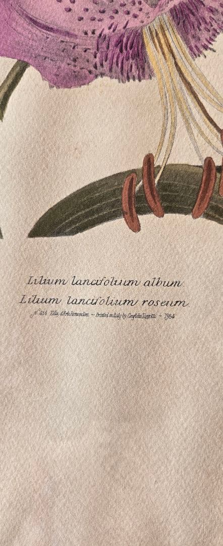 ユリの水彩画 1864年制作