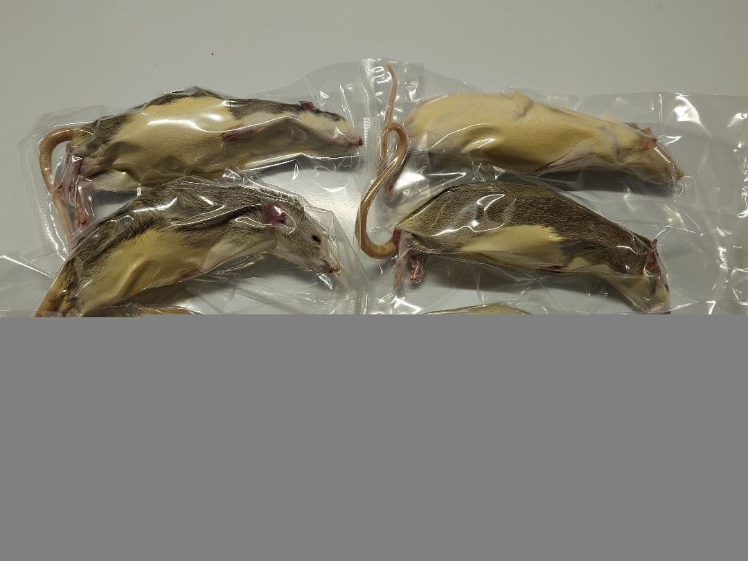 冷凍ラット 240~300g 30匹セット