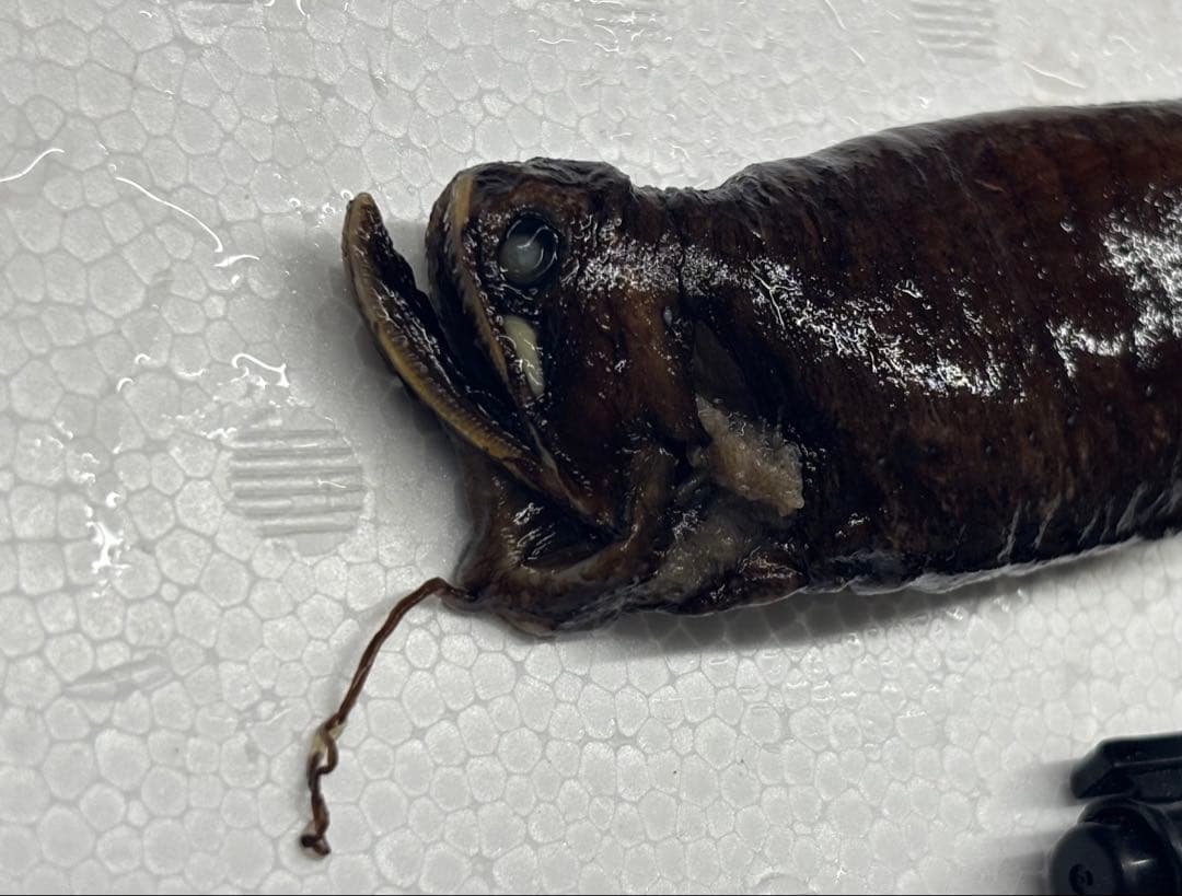 ホテイエソ液浸標本