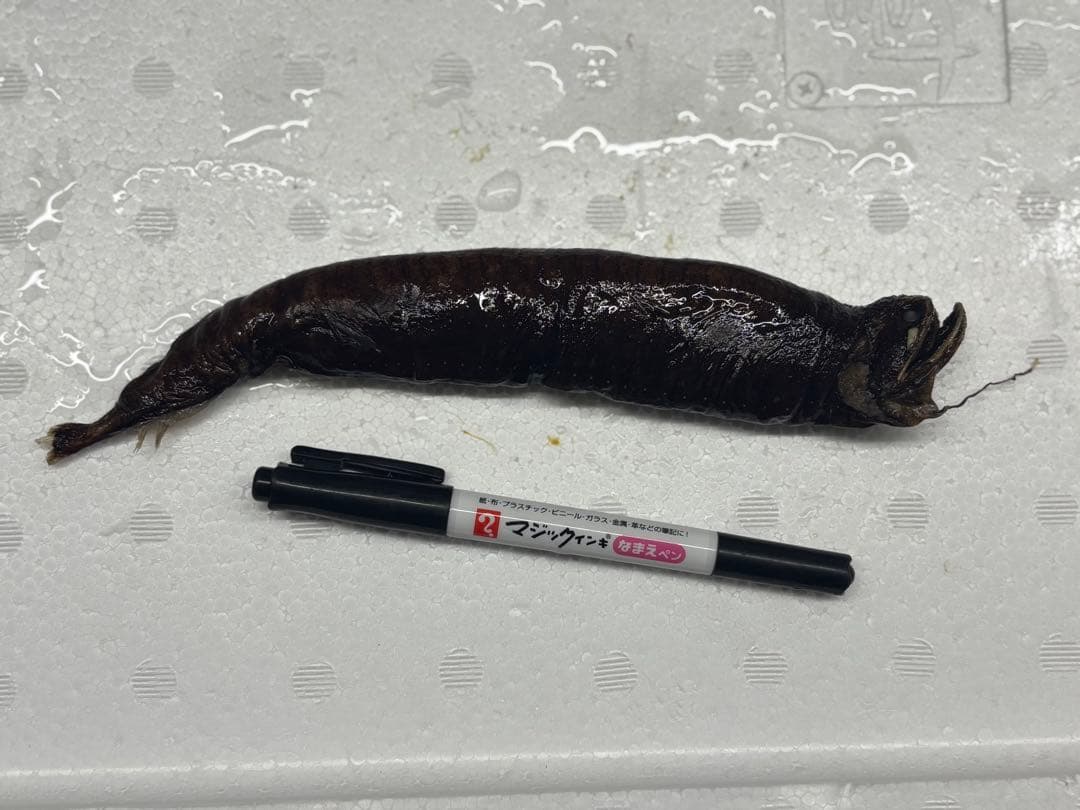 ホテイエソ液浸標本