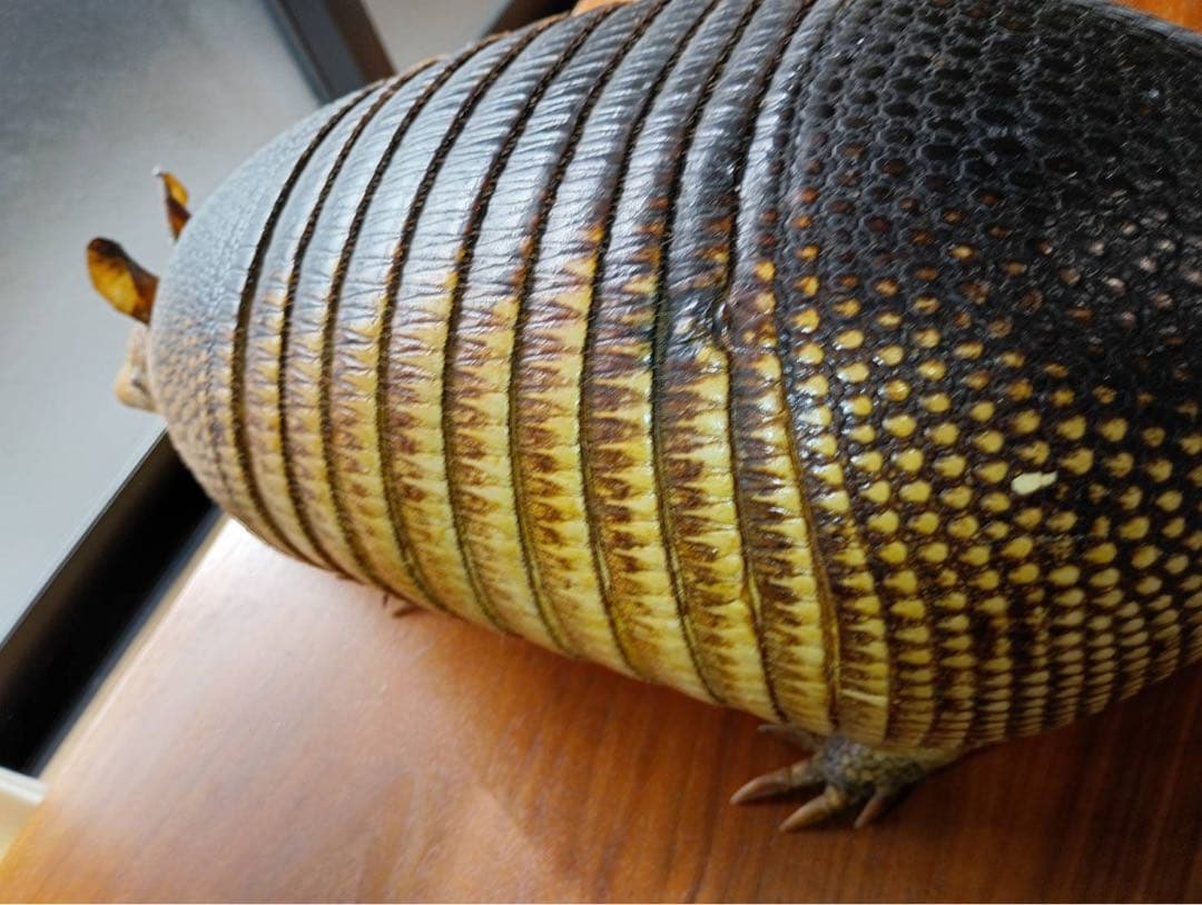 ココノオビアルマジロ　剥製　ワシントン条約 ・日本国内法（種の保存法）対象外