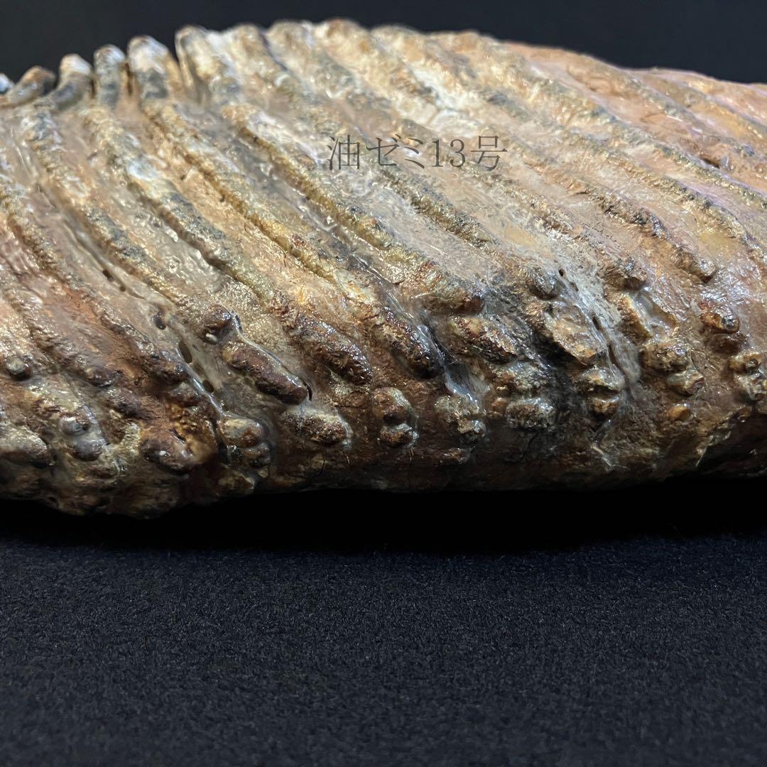 ケナガマンモス　臼歯　化石