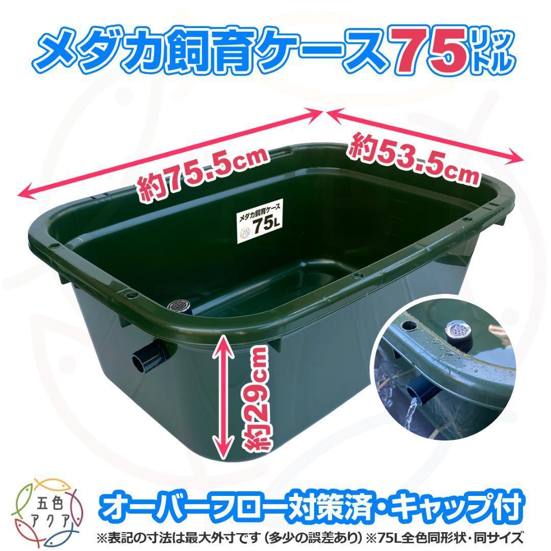 【新仕様】メダカ飼育ケース 75㍑深緑x3個 オーバーフロー対策済 金魚飼育容器