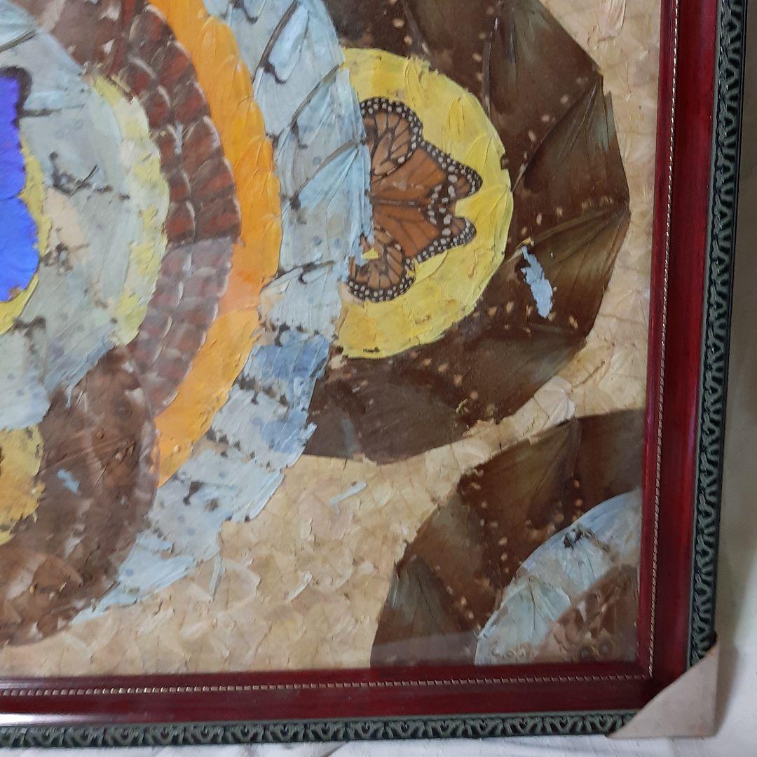 蝶画●モルフォ蝶 標本額入り