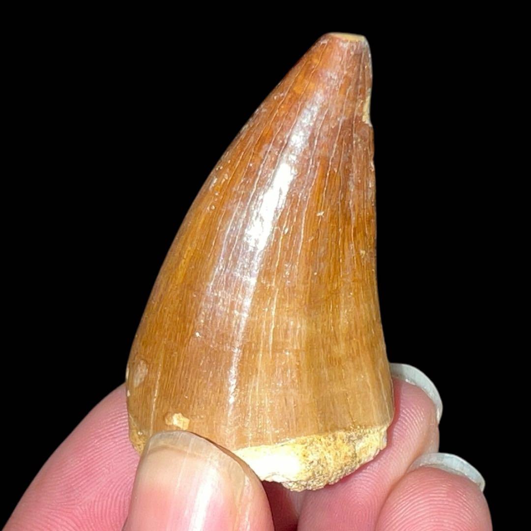 白亜紀の驚異！プログナトドン・ギガンテウスの化石歯 - 極上の一品