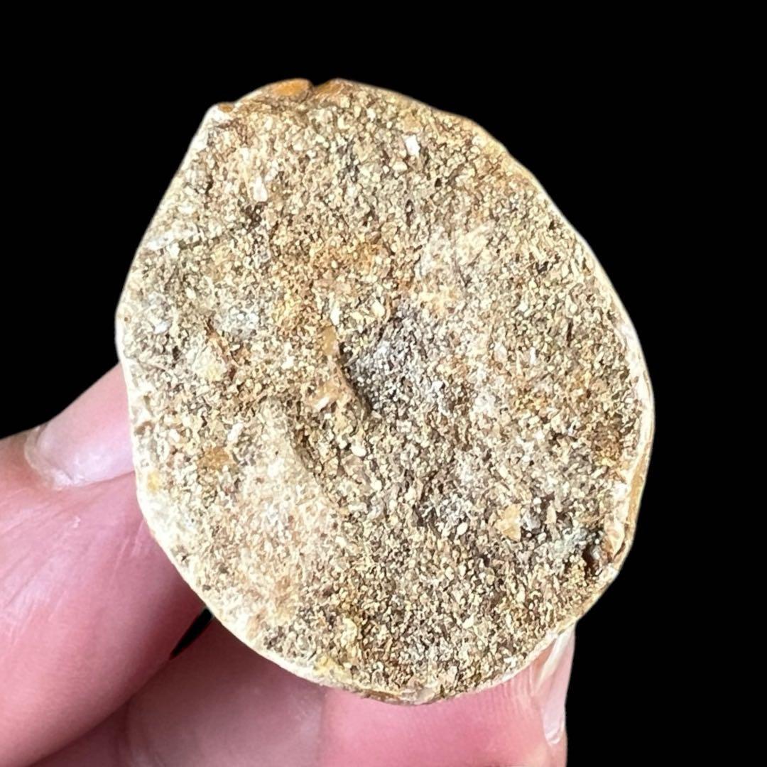 白亜紀の驚異！プログナトドン・ギガンテウスの化石歯 - 極上の一品