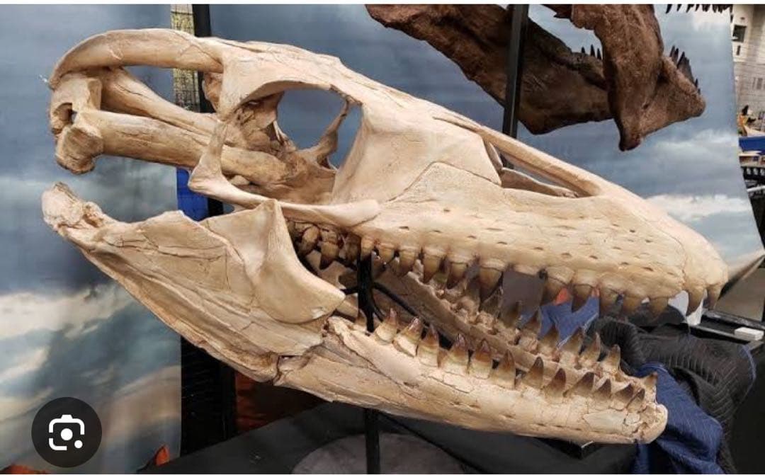 白亜紀の驚異！プログナトドン・ギガンテウスの化石歯 - 極上の一品