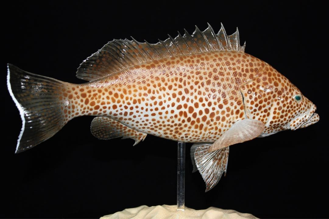 オオモンハタ　フィギュア　魚寸27cm