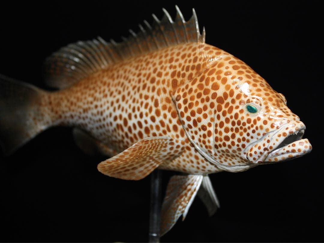 オオモンハタ　フィギュア　魚寸27cm