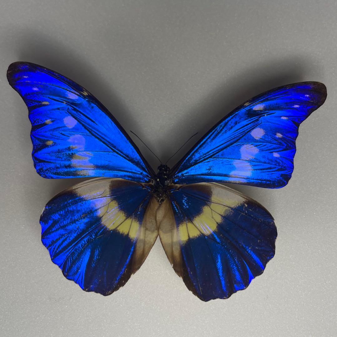 ヘレナモルフォ蝶標本