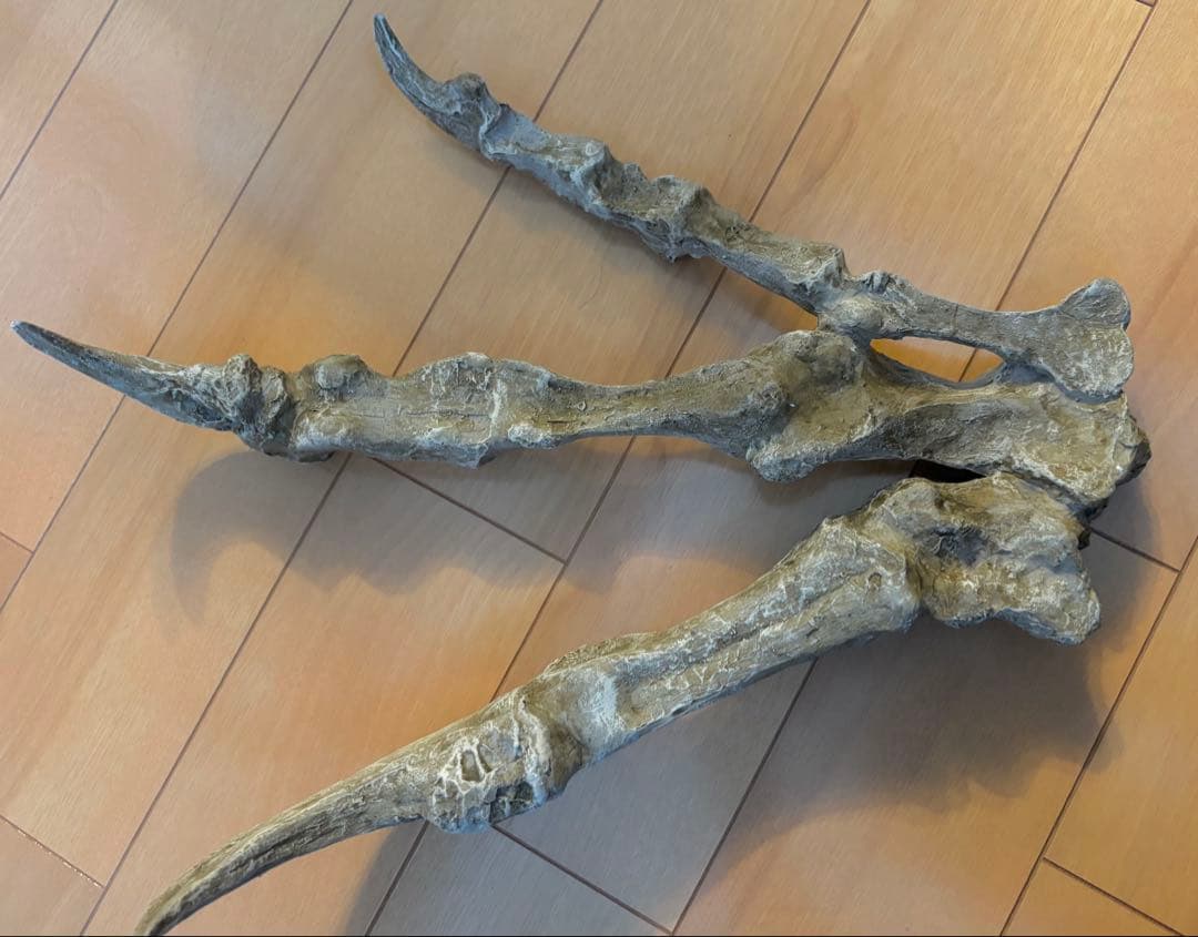 恐竜　化石　アロサウルス　鉤爪　レプリカ　1点のみ