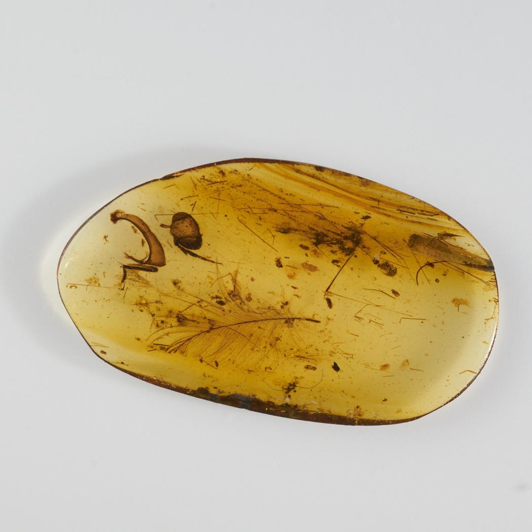 レア極上品 PA135虫入り琥珀化石　ミャンマーカムティかタナイ9900万年前