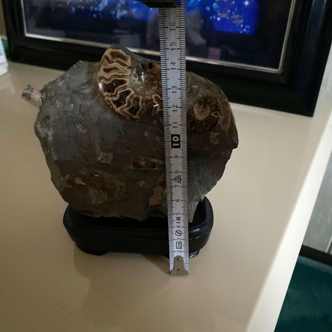 アンモナイト化石　台座付き　北海道産