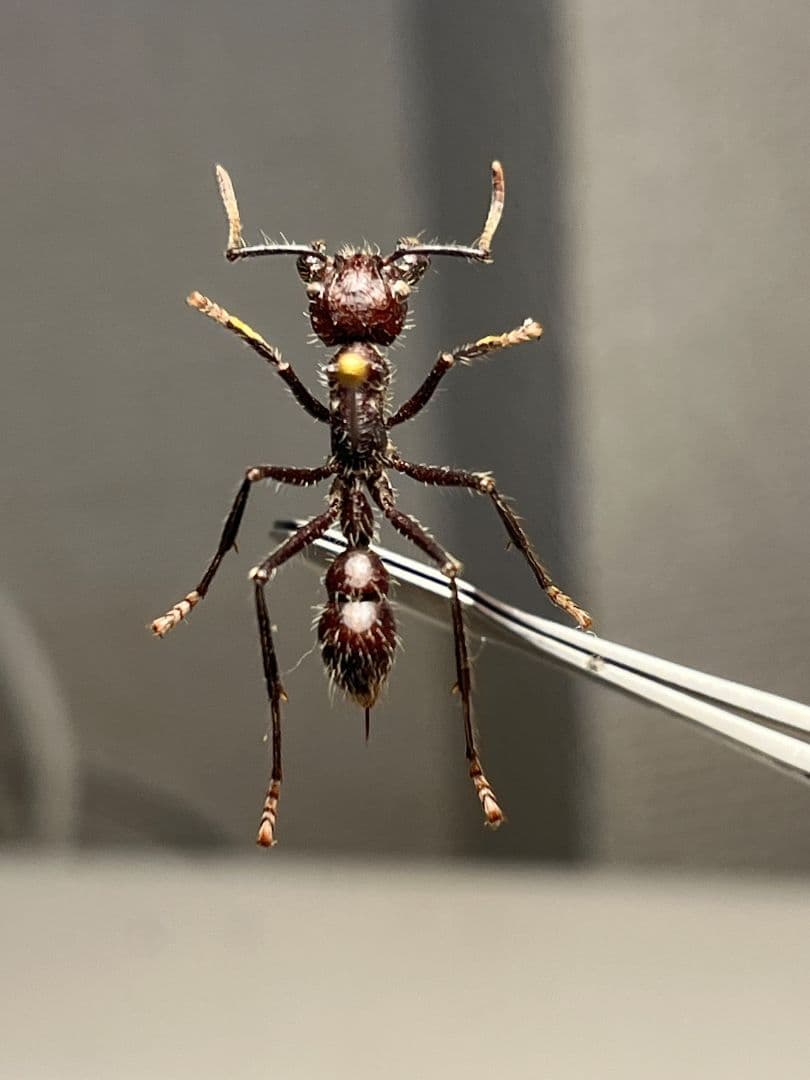 【23mm】パラポネラ アシナガアリ 標本いきもの大図鑑 蟻 クロオオアリ