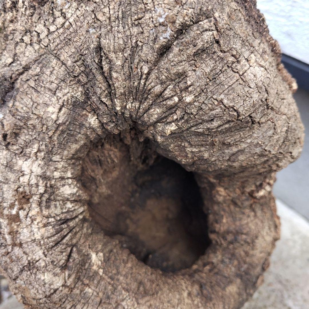 クヌギ　カブトムシ　クワガタ用