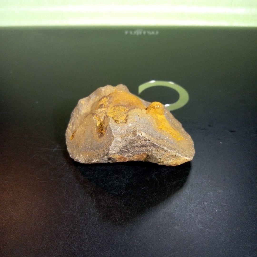 三葉虫　化石　fossil　海　ボリビア産　trilobite　ボリビア化石郡⑧