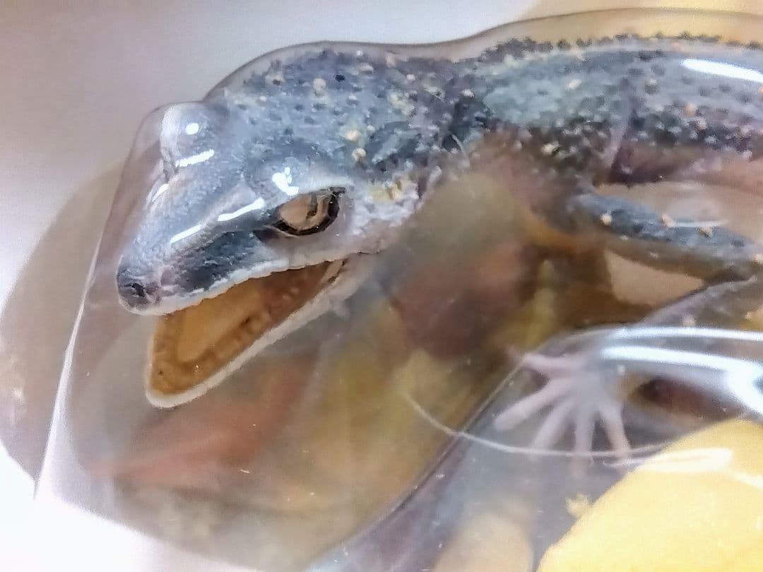 海洋堂　クロイワトカゲモドキ