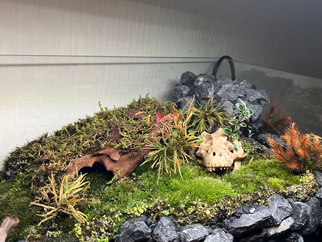 イモリウムセット　小川付　50×30×30