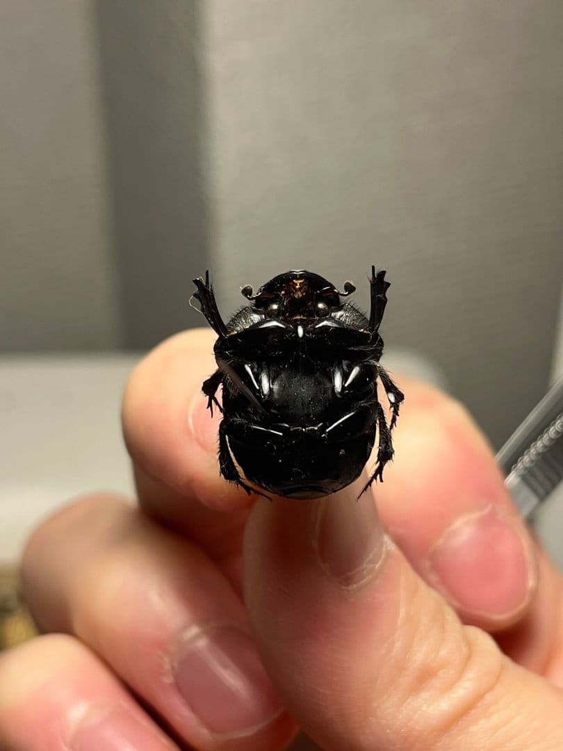 【極美真紅】アカツヤダイコクコガネ フンチュウ糞虫昆虫標本甲虫カミキリ