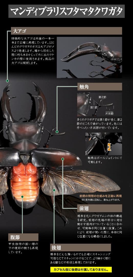 ギラファノコギリクワガタとマンディブラリスフタマタクワガタ オンライン限定全4種