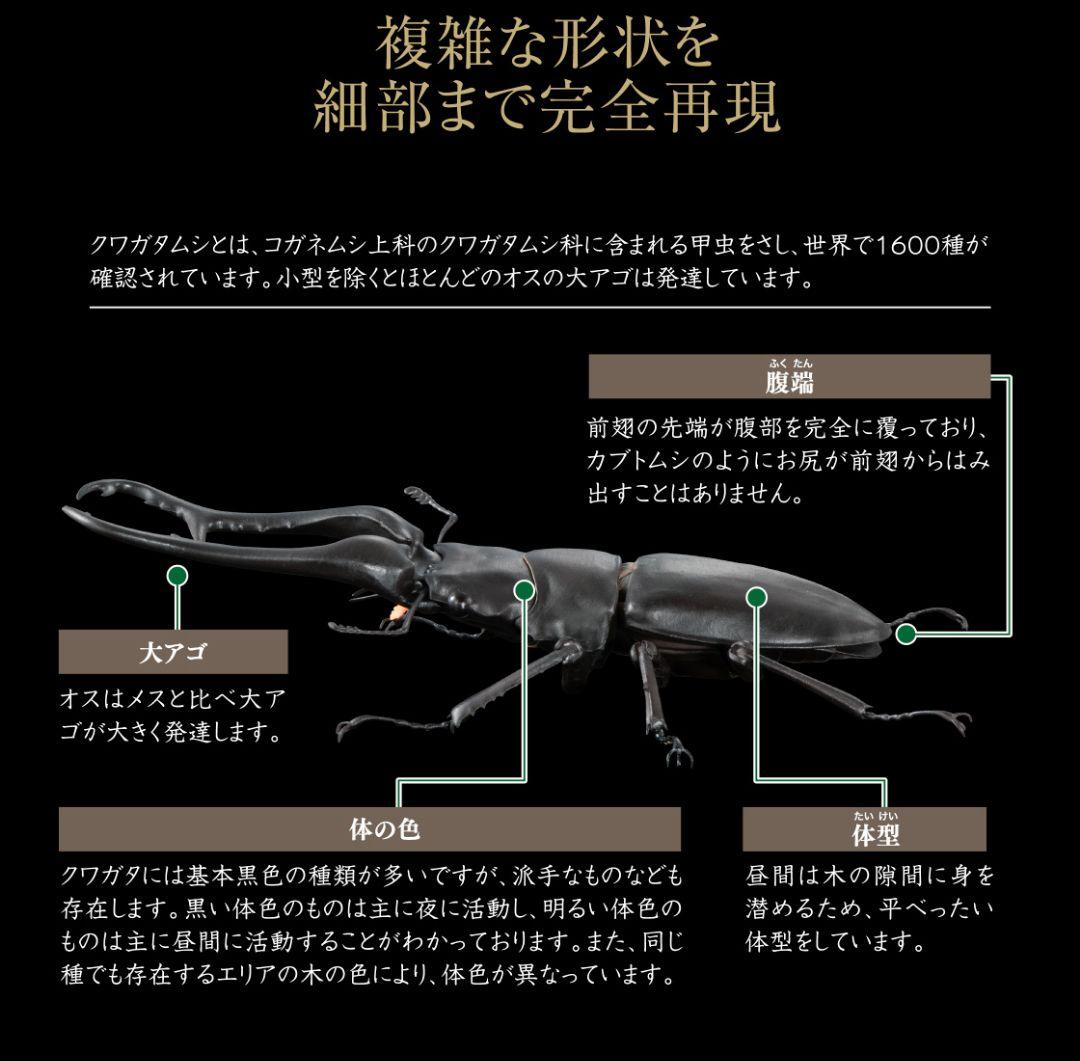 ギラファノコギリクワガタとマンディブラリスフタマタクワガタ オンライン限定全4種