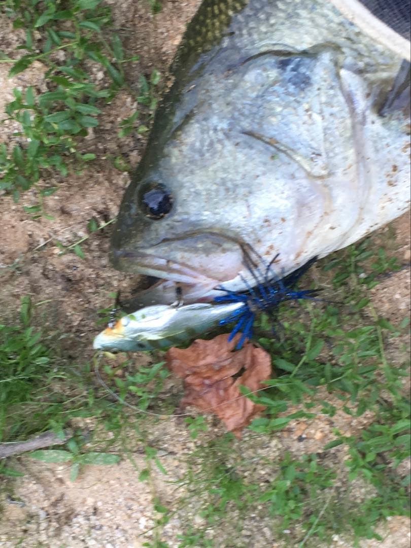 ギル型ルアー　リトルゾーイ　ギルロイドミニー　ビックベイト　ブラックバス