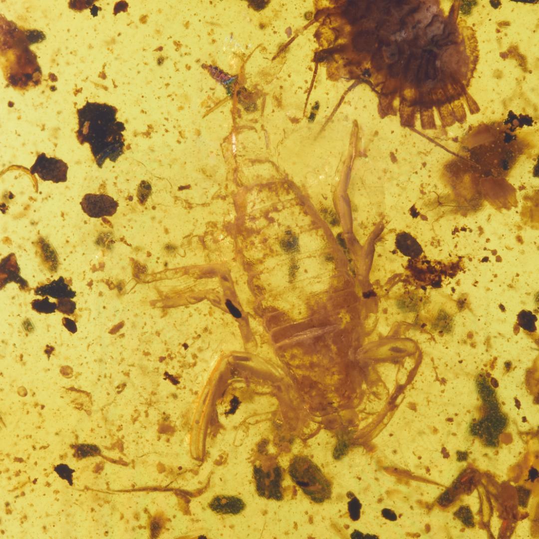 レア極上品 PA169虫入り琥珀化石　ミャンマーカムティかタナイ9900万年前