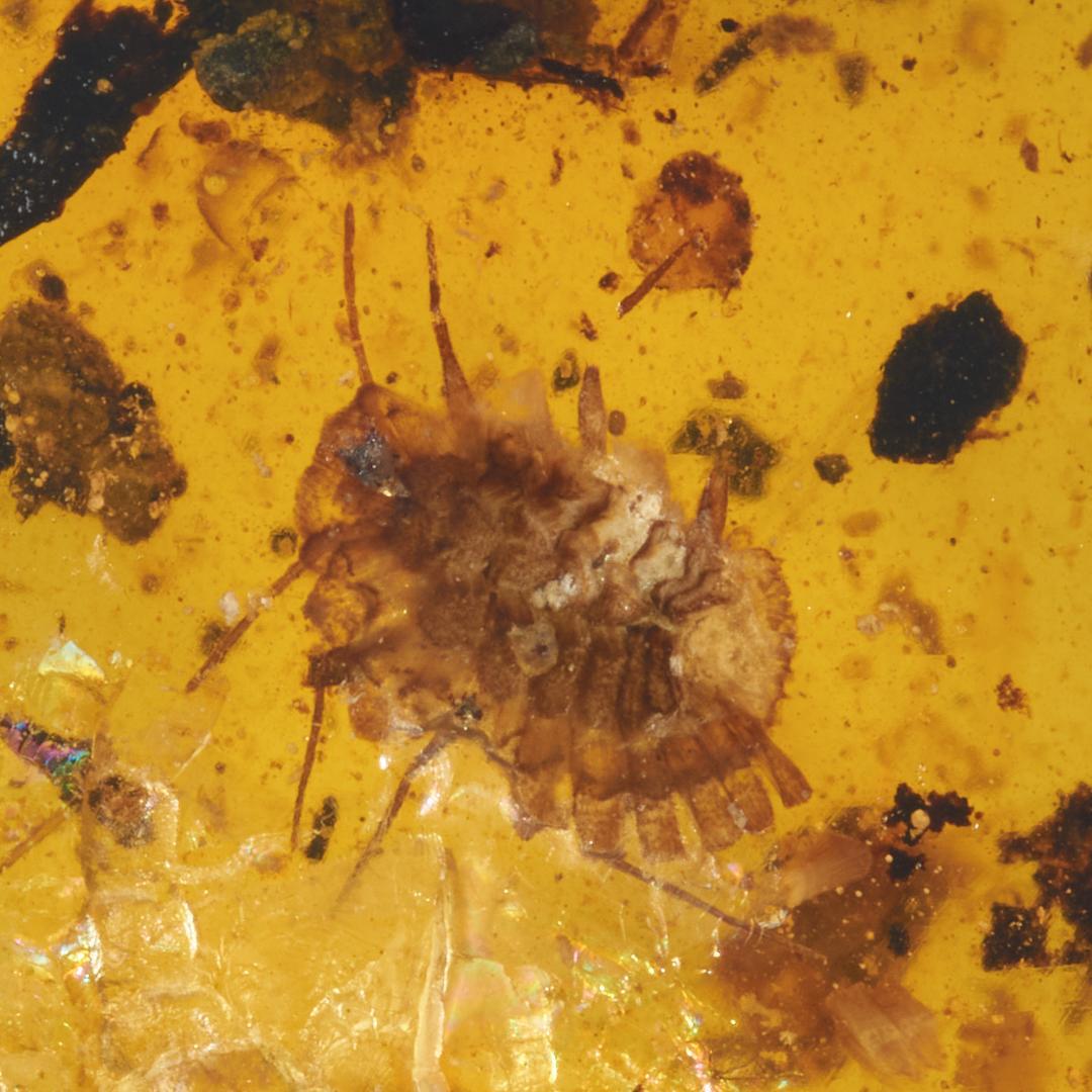 レア極上品 PA169虫入り琥珀化石　ミャンマーカムティかタナイ9900万年前